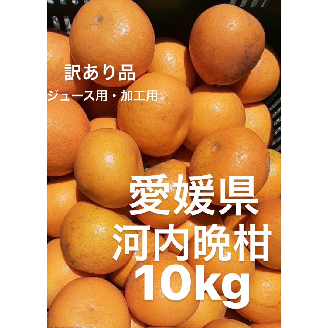 訳あり品　愛媛県産　河内晩柑　宇和ゴールド　柑橘　ジュース用　加工用　10kg 食品/飲料/酒の食品(フルーツ)の商品写真