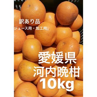 訳あり品　愛媛県産　河内晩柑　宇和ゴールド　柑橘　ジュース用　加工用　10kg(フルーツ)