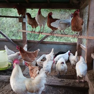 広島県龍頭山麓平飼い卵有精卵30個(その他)