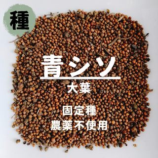 【種】青じそ　大葉　無農薬　600粒(野菜)