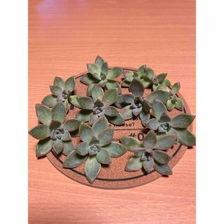 【多肉植物】桜牡丹  11カット ② たっぷりなので葉挿しにも挑戦してみては^^(その他)