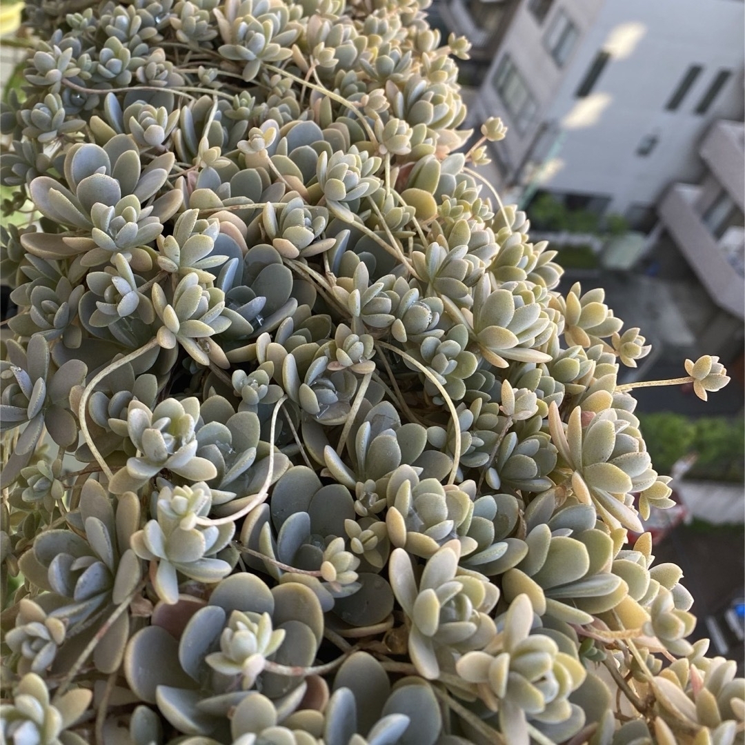 【多肉植物】❤️子持ち蓮華❤️土付き１ポット抜き苗　& エケベリア　抜き苗 ハンドメイドのフラワー/ガーデン(その他)の商品写真