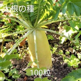 【自然栽培】青首総太り大根の種100粒⑤(野菜)