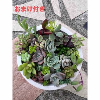 多肉植物　カット苗、抜き苗　詰め合わせ　寄せ植えセット(その他)