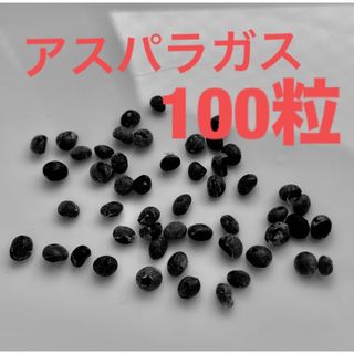 アスパラガス　種　100粒　青森県産　無農薬　春蒔き(野菜)