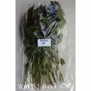 ◆茨城産◆【安納芋こがね苗】15本以上入れます★さつまいも苗★《農家直送》★(野菜)