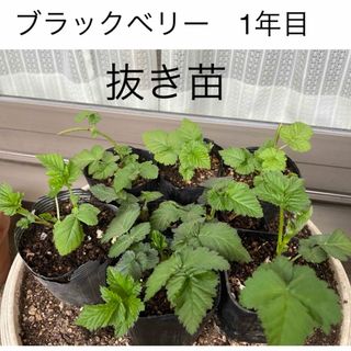 とげ無し品種　ブラックベリーの苗　1年目　完全無農薬(その他)