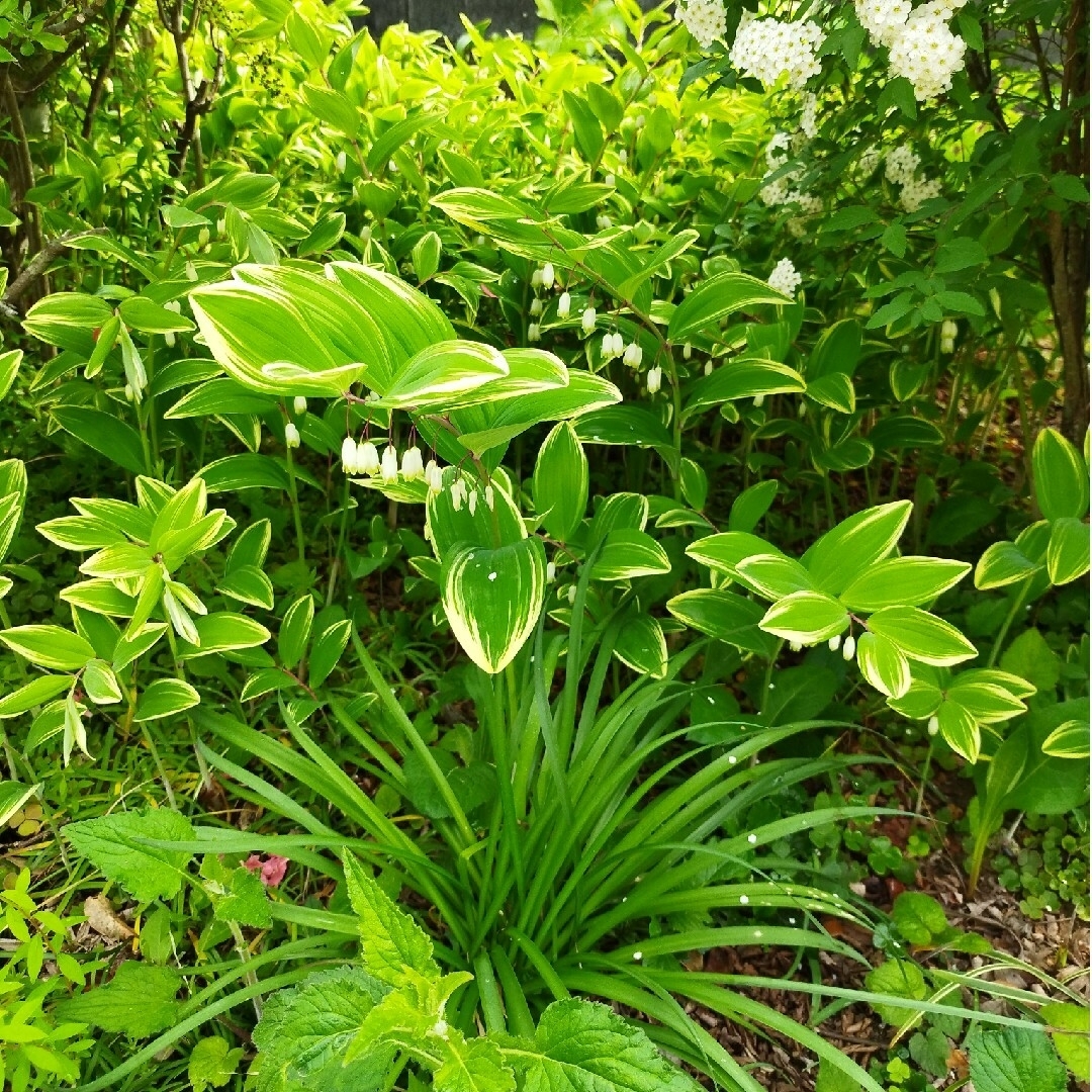 班入り　アマドコロ　ナルコユリ　宿根草　多年草　生け花　観葉植物　苗　花壇 ハンドメイドのフラワー/ガーデン(その他)の商品写真