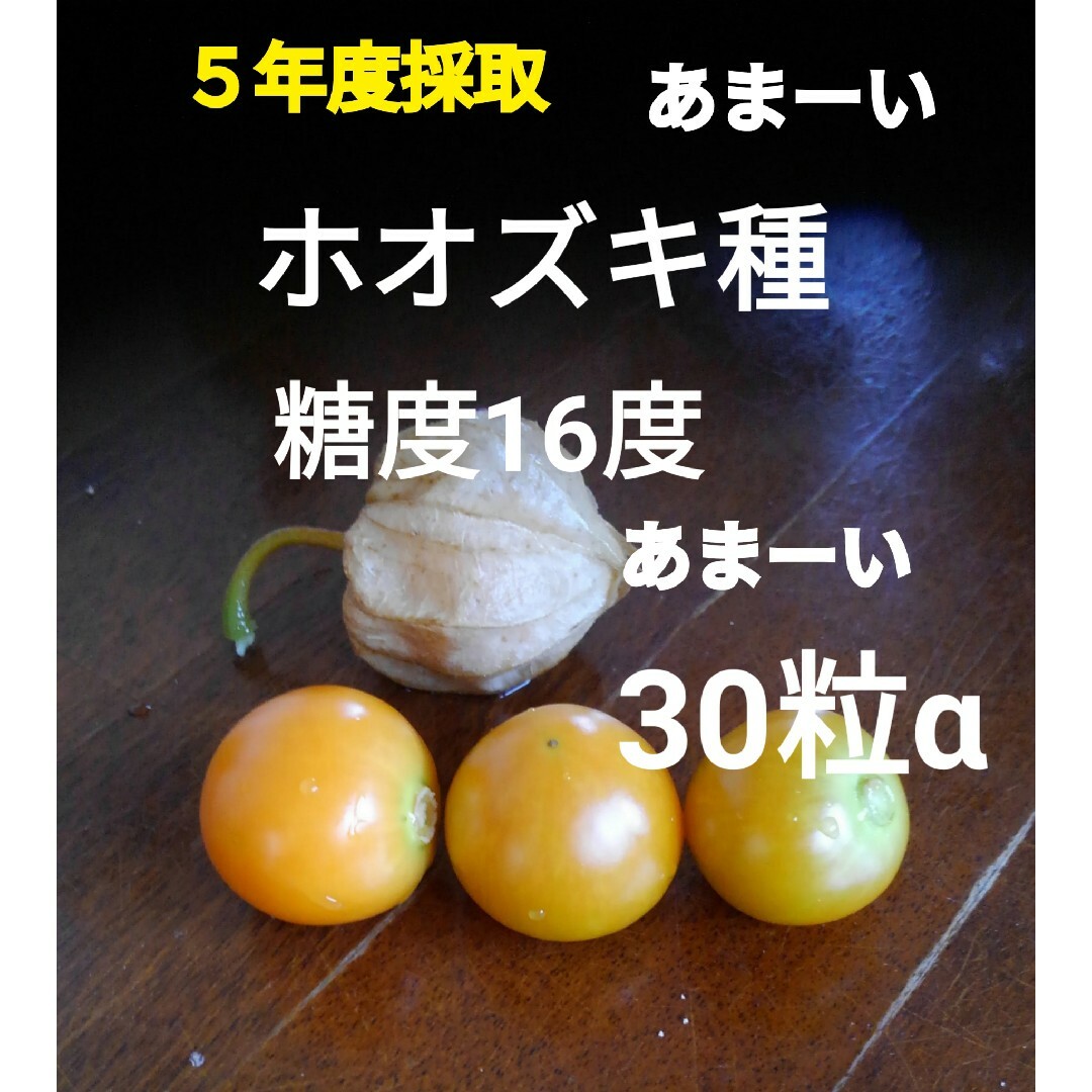 食用ほおずき種　タネの出品 食品/飲料/酒の食品(野菜)の商品写真