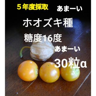 食用ほおずき種　タネの出品(野菜)