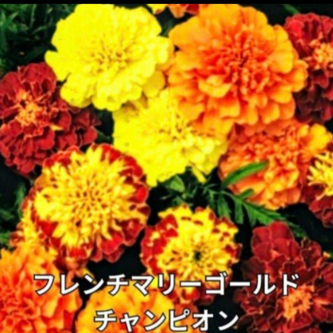 花の種 《ミックス種》マリーゴールド 種   アフリカン系等 数種類 花の苗 ハンドメイドのフラワー/ガーデン(その他)の商品写真