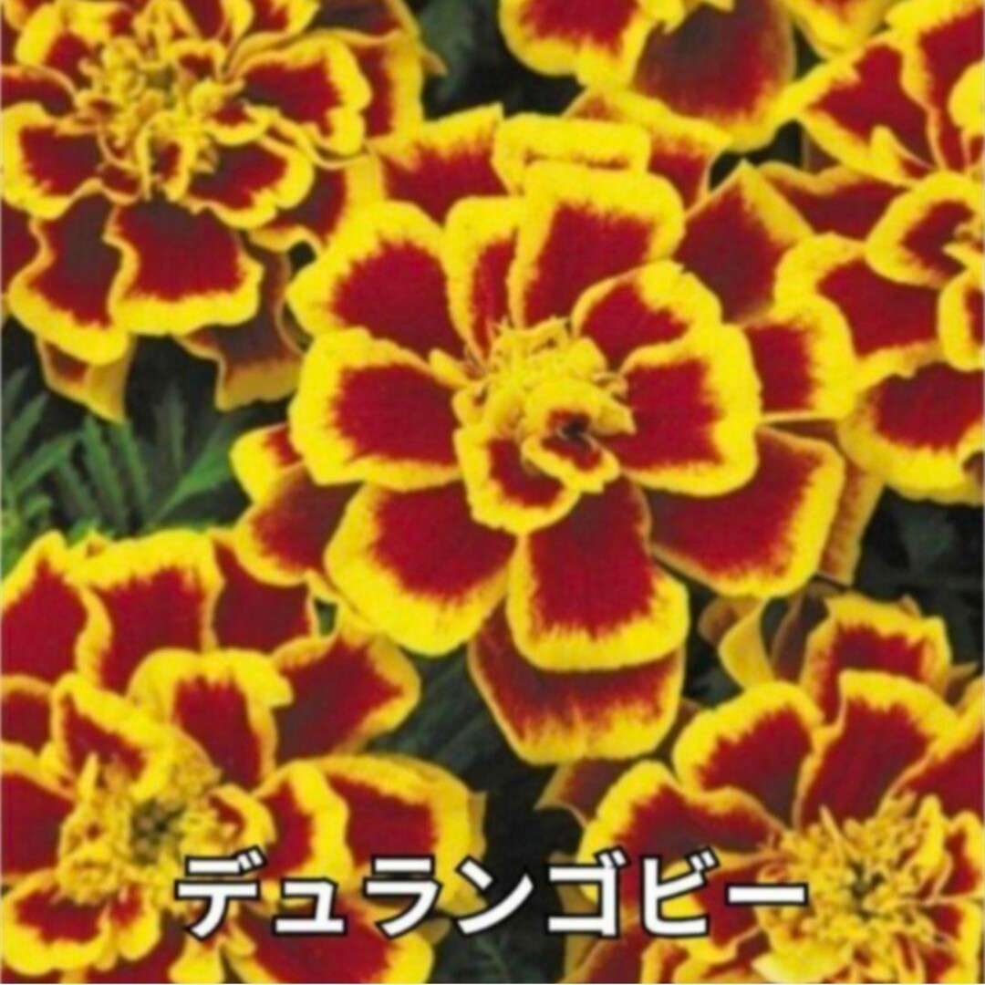 花の種 《ミックス種》マリーゴールド 種   アフリカン系等 数種類 花の苗 ハンドメイドのフラワー/ガーデン(その他)の商品写真