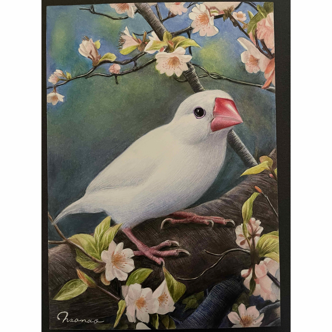 光様専用 色鉛筆画 A4 ハチワレ、白文鳥、カワセミ エンタメ/ホビーの美術品/アンティーク(絵画/タペストリー)の商品写真