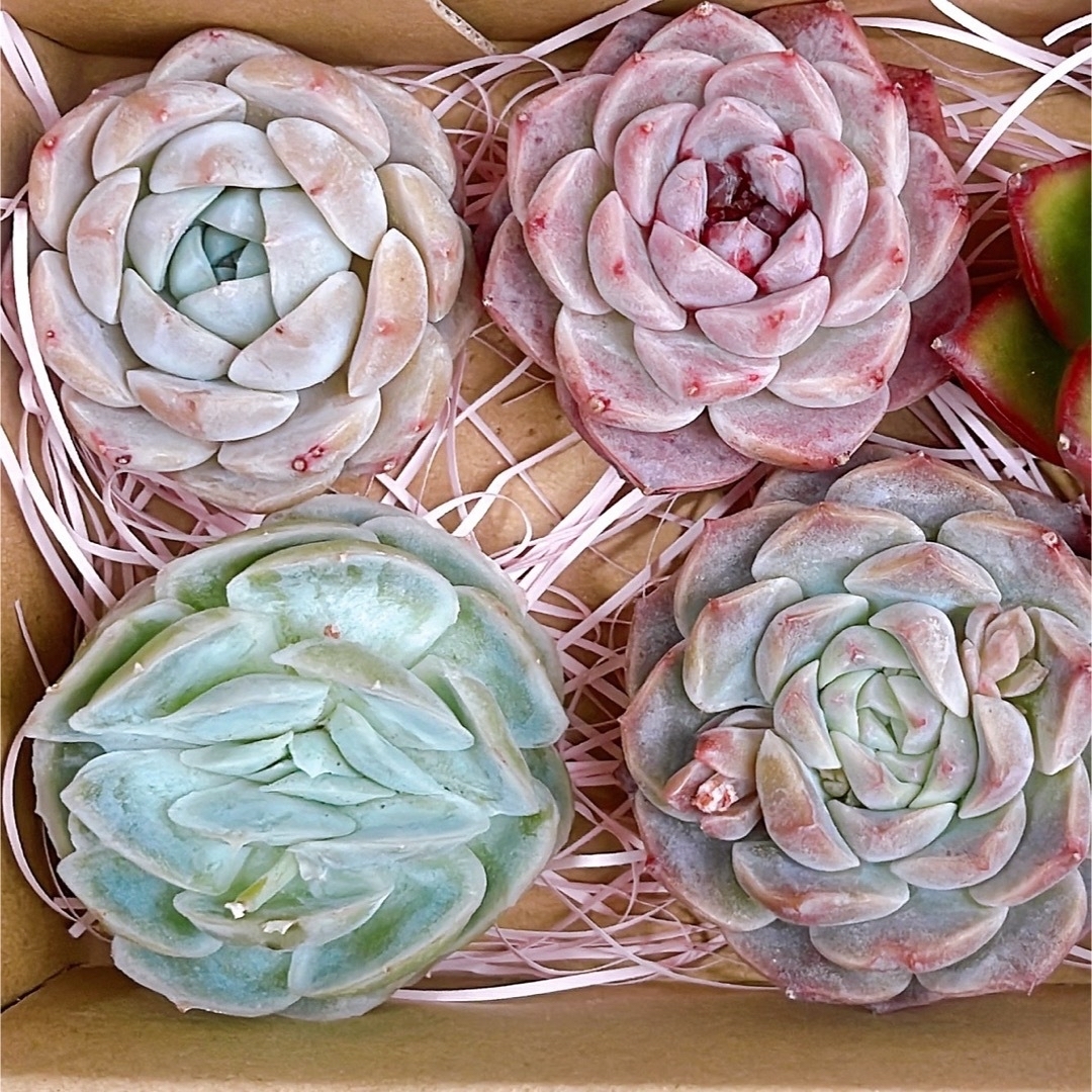 №784・787多肉植物 韓国苗 エケベリア♡サービス6種♡寄せ植えセット №784・787多肉植物 韓国苗 エケベリア♡サービス6種♡寄せ植えセット