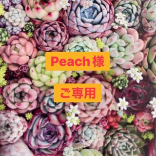 №784･787多肉植物 韓国苗 エケベリア♡サービス6種♡寄せ植えセット♡(その他)