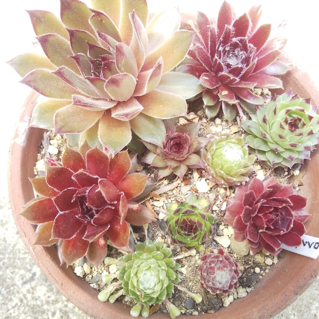 センペルビウム カラフル おまかせ8種類本日特売❗ ハンドメイドのフラワー/ガーデン(プランター)の商品写真