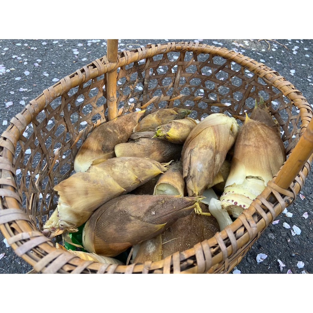 たけのこ水煮　山椒の葉付き　1kg  食品/飲料/酒の食品(野菜)の商品写真