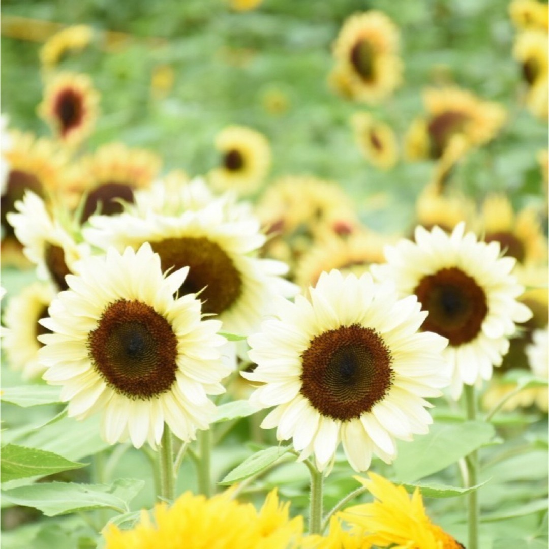 【花の種】ひまわり☆向日葵 プロカットホワイトナイト 種子 約10粒！切花 ハンドメイドのフラワー/ガーデン(プランター)の商品写真