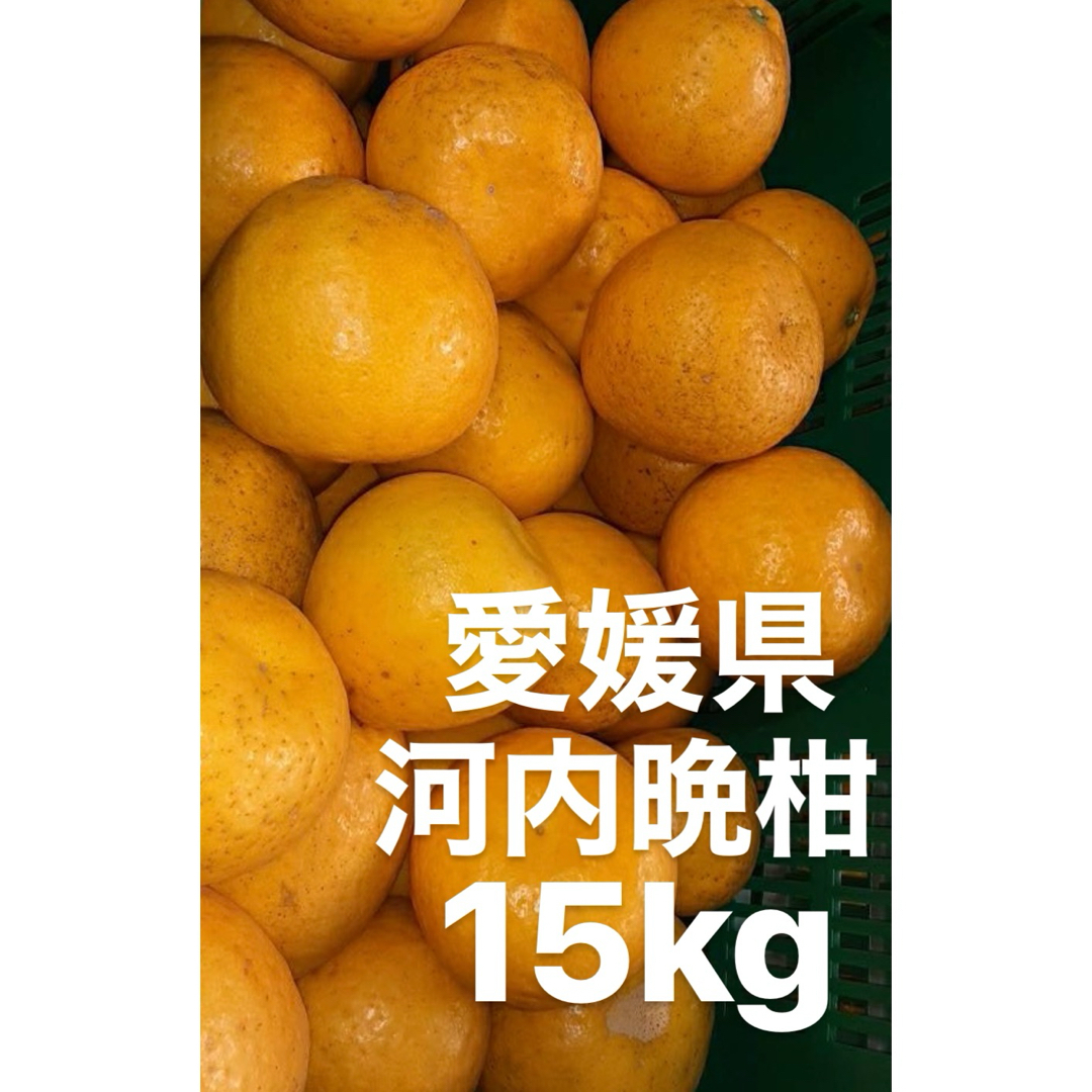 愛媛県産　宇和ゴールド　河内晩柑　柑橘　15kg 食品/飲料/酒の食品(フルーツ)の商品写真