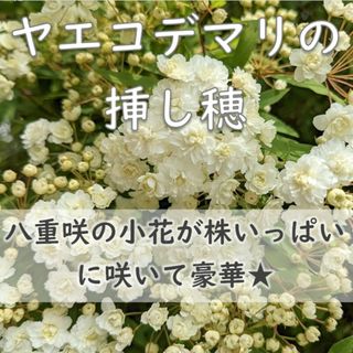 八重咲きコデマリ 挿し木用の挿し穂 5本 カット苗 ヤエコデマリ(その他)