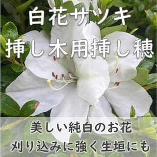 白花サツキ 挿し木用 挿し穂10本 生垣・盆栽などにも さつき(その他)