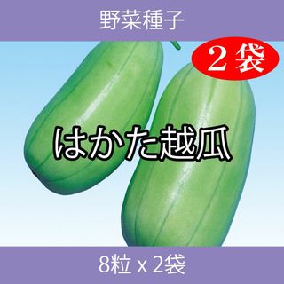 野菜種子 EBE はかた越瓜 8粒 x 2袋(野菜)