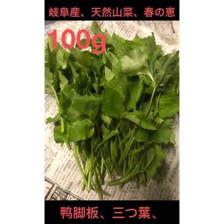 岐阜産　　天然　山菜  春の恵、 三つ葉　　100g、鸭脚板(野菜)