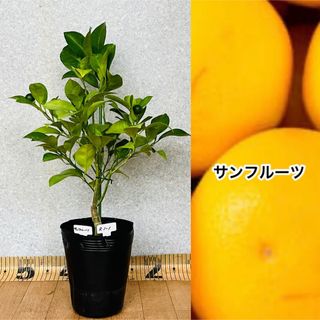 【送料無料】サンフルーツ接木苗　花芽つき　新梢発生　現品撮影(その他)