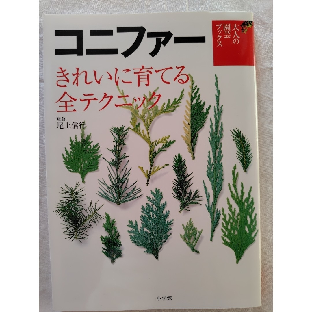 コニファ－　きれいに育てる全テクニック エンタメ/ホビーの本(趣味/スポーツ/実用)の商品写真