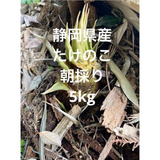 静岡県産　たけのこ　筍　野菜　朝採り　掘りたて　5kg(野菜)