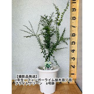 【送料無料】フィンガーライム接木苗／苗　コレット　花芽つき　8号鉢　柑橘苗(その他)