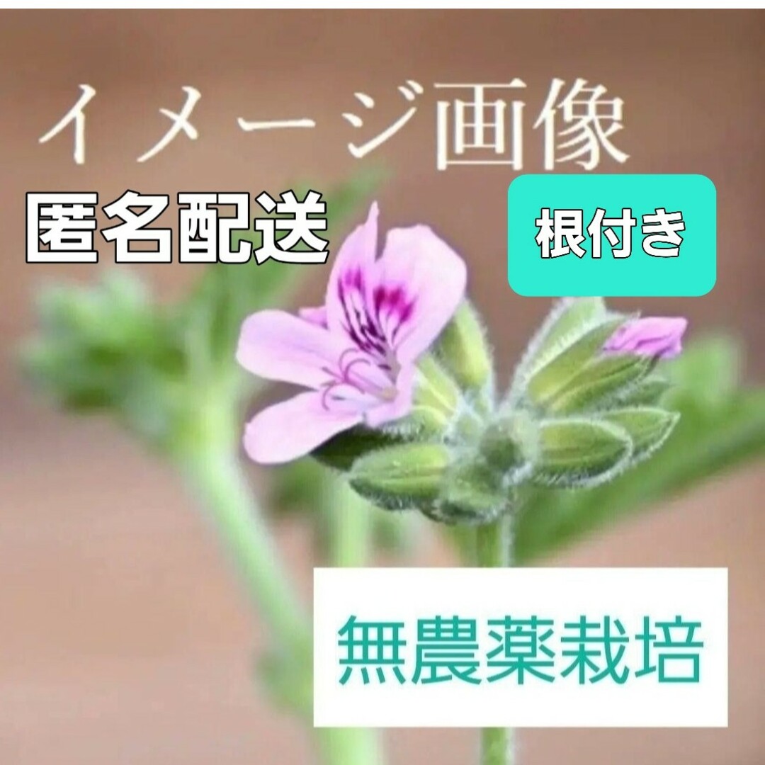 無農薬栽培 ローズゼラニウム1苗☆抜き苗 花芽付き 匿名配送 おまけ付き ハンドメイドのフラワー/ガーデン(その他)の商品写真