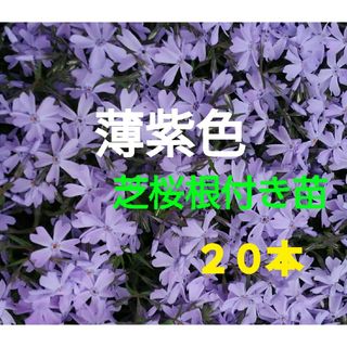 薄紫色の芝桜苗　２０本(その他)