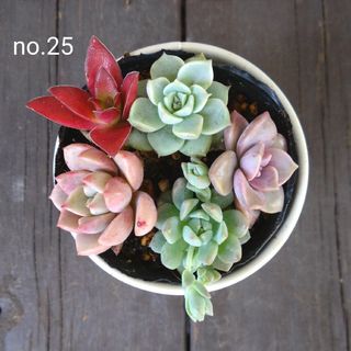 no.25多肉植物抜き苗5種セット(その他)