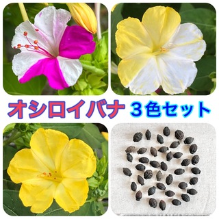 オシロイバナの種(6色セット)　18粒　花の種(その他)