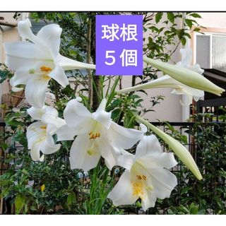 鉄砲百合球根5球　葉は短め(プランター)