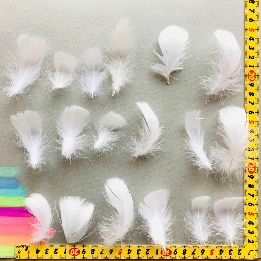 【FS羽 白】100枚フラワー フェザーシャワー コキール 花吹雪 鳥の羽根 ハンドメイドの素材/材料(各種パーツ)の商品写真