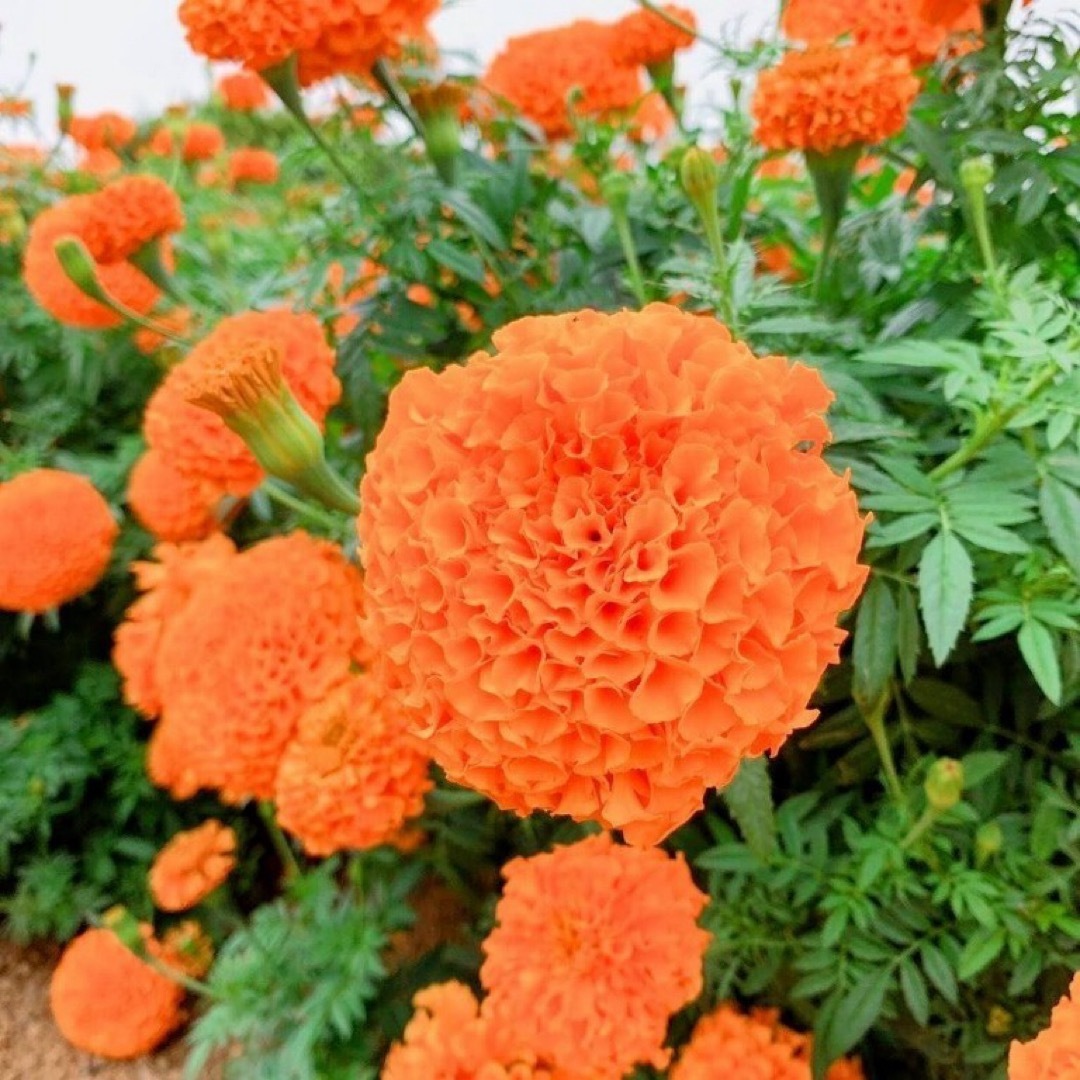 【花の種】マリーゴールド  混合種子 200粒以上！緑肥 ドライフラワー ハンドメイドのフラワー/ガーデン(プランター)の商品写真