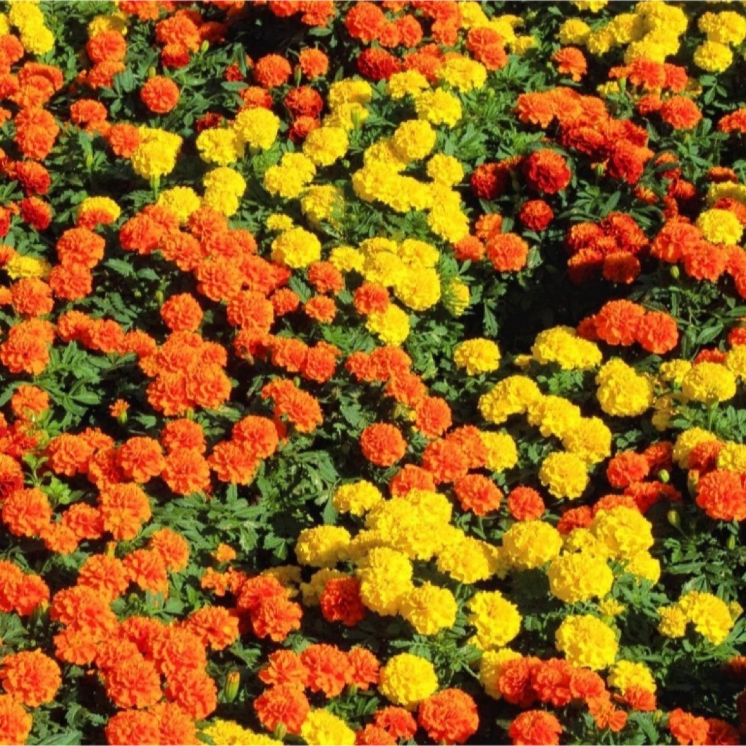 【花の種】マリーゴールド  混合種子 200粒以上！緑肥 ドライフラワー ハンドメイドのフラワー/ガーデン(プランター)の商品写真