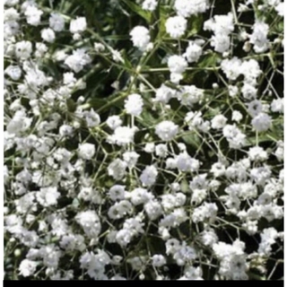 宿根　かすみ草（一重咲き）ホワイト　苗　抜き苗（苗と土）約2.5号ポット分(その他)