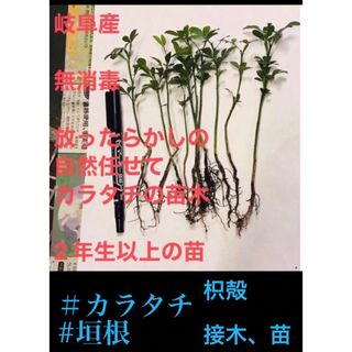 岐阜産  無消毒  カラタチ、枳殻、2年生以上の苗１０本、接木、垣根(プランター)