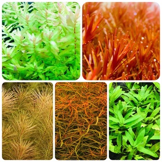 水草セット　5種類 水中葉　無農薬　無害虫(アクアリウム)