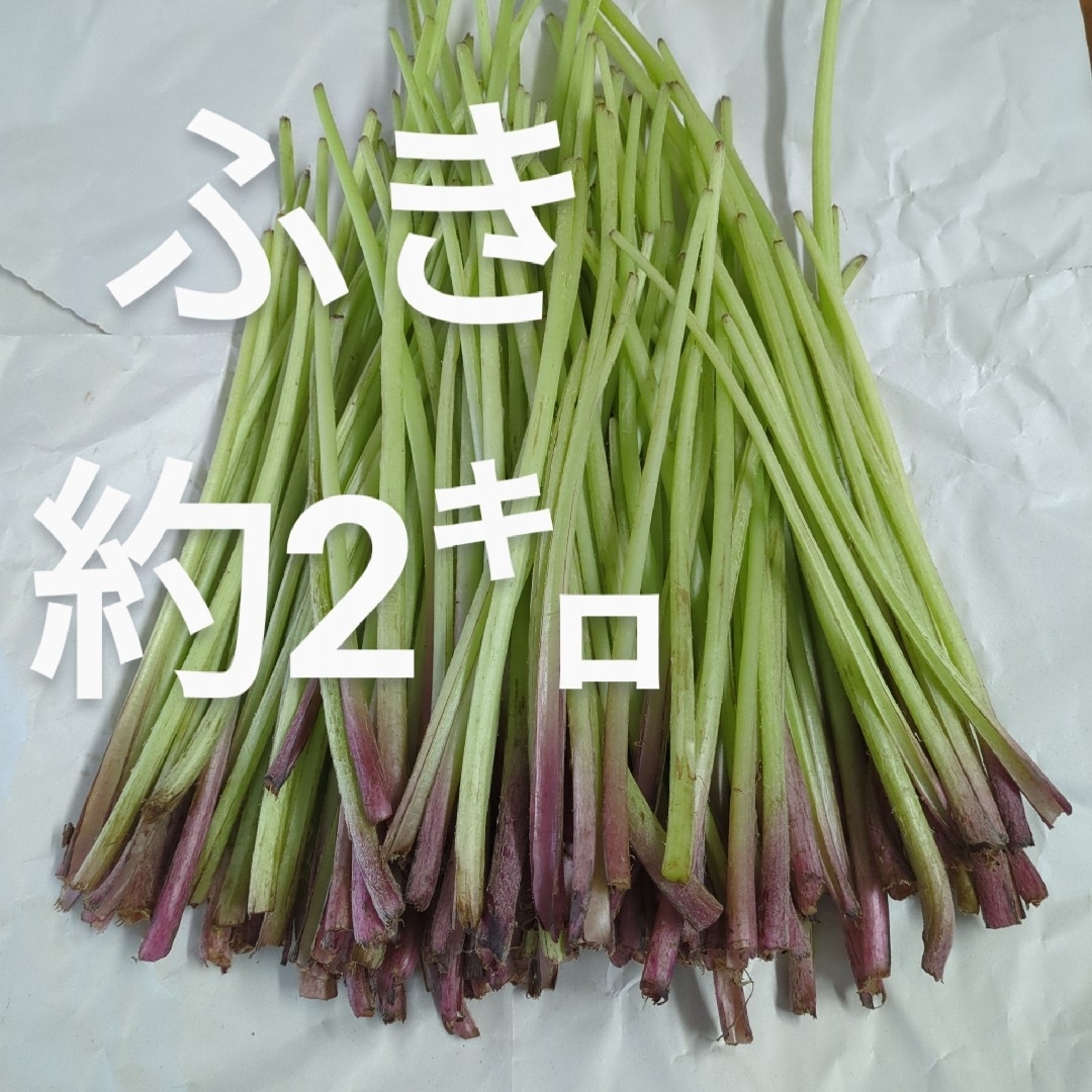 ふき 約2㌔ 食品/飲料/酒の食品(野菜)の商品写真