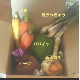 野菜(パパイヤ、ビーツ、島らっきょう、新玉ねぎ、人参)(野菜)