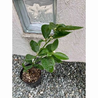 タヒチライム　接木苗　1年生　C (その他)