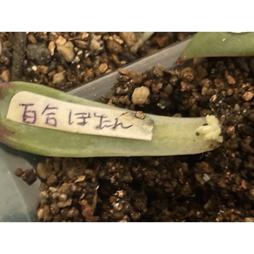 spike39様専用ご確認用　百合牡丹　芍薬牡丹　稀少　葉挿し　当日又は翌日発送 ハンドメイドのフラワー/ガーデン(その他)の商品写真