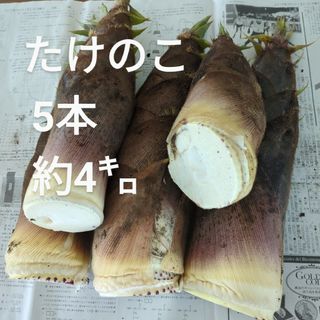 たけのこ 5本 約4㌔(野菜)