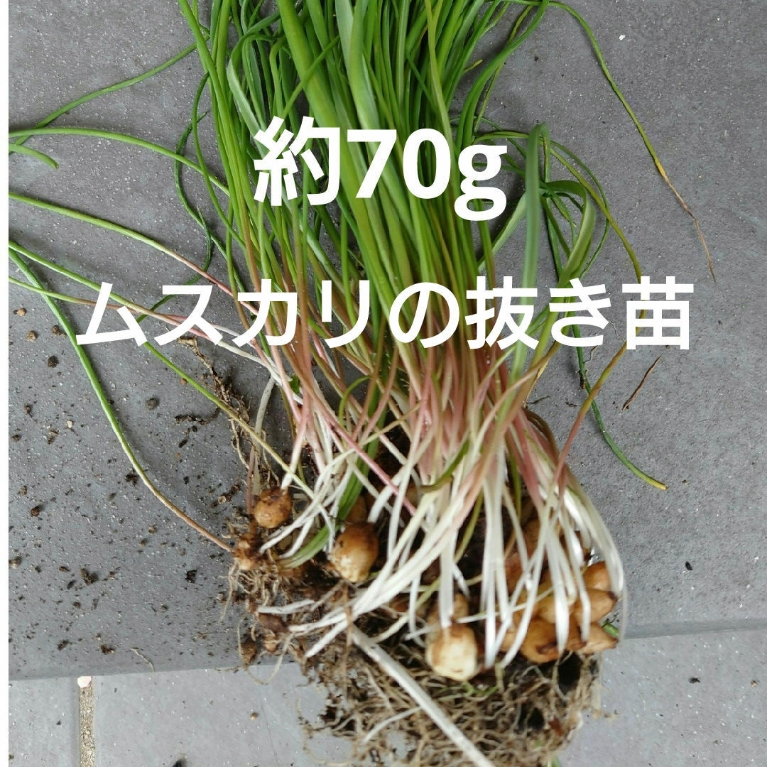 ムスカリの球根、菊芋苗、小松菜苗 ハンドメイドのフラワー/ガーデン(プランター)の商品写真