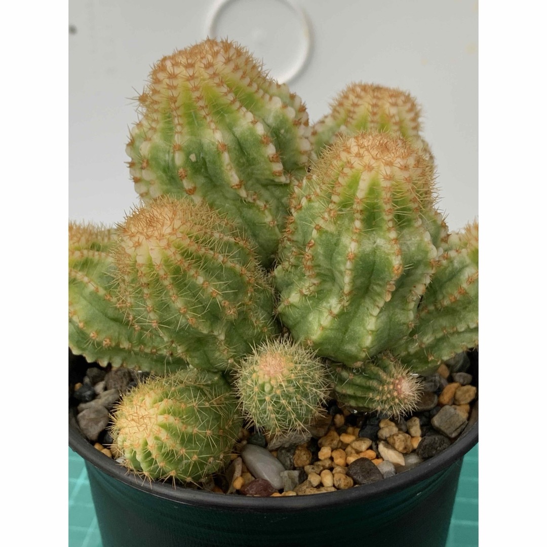 12 エキノプシス・ロイホワイト　袖台付　鉢付　Echinopsis ハンドメイドのフラワー/ガーデン(プランター)の商品写真