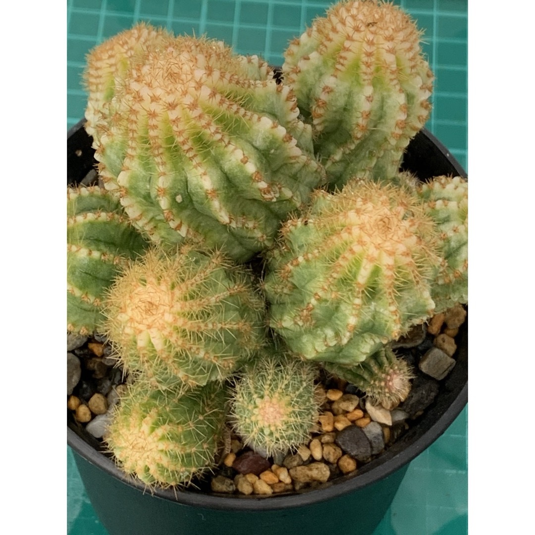 12 エキノプシス・ロイホワイト　袖台付　鉢付　Echinopsis ハンドメイドのフラワー/ガーデン(プランター)の商品写真